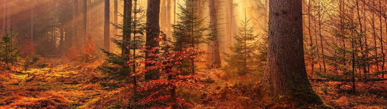 Image from Freepik.com